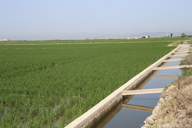 Рисовые поля Валенсии